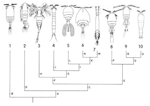   Copepoda (Huys &amp; Boshall 1991):